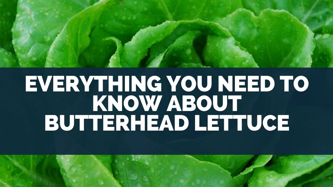 Butterhead Lettuce (Everything You Need To Know )