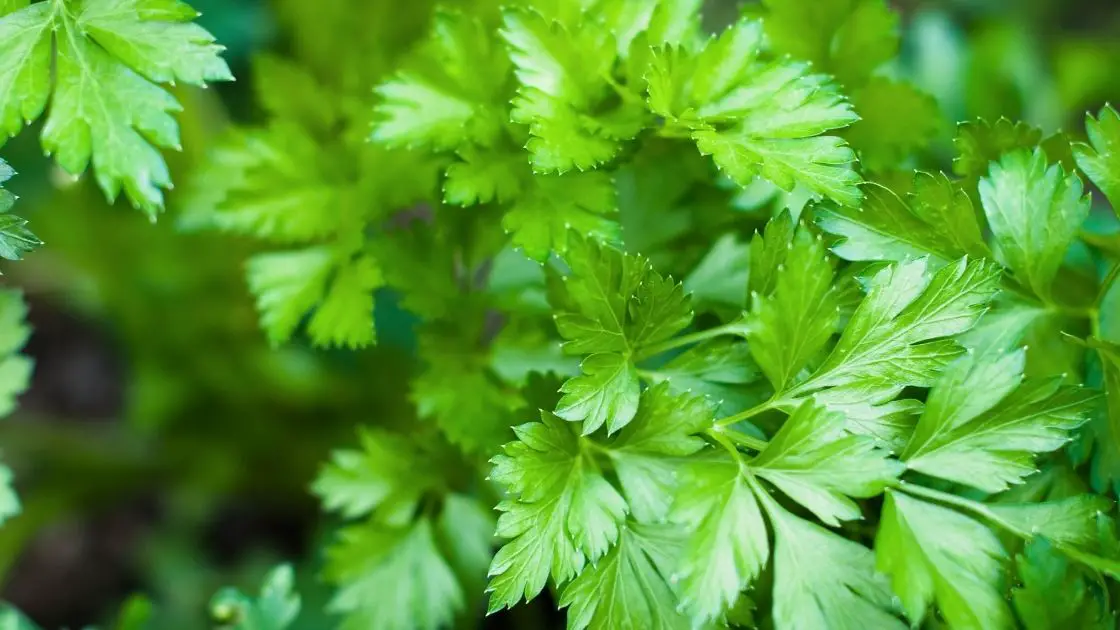 What Are The Differences Between Curly Parsley and FlatLeaf Parsley?