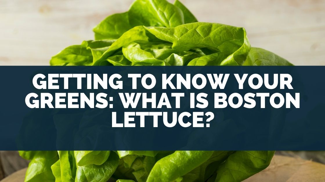 Getting To Know Your Greens: What is Boston Lettuce