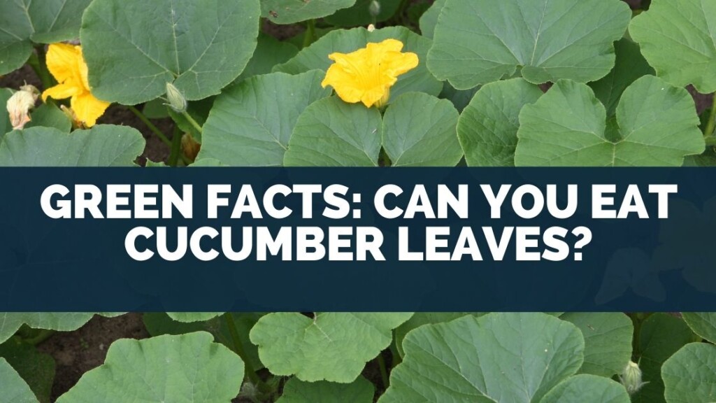 Green Facts: Can You Eat Cucumber Leaves