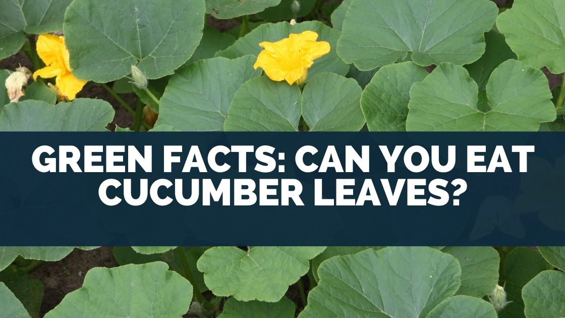 Can You Eat Cucumber Leaves? (Green Veg Facts)