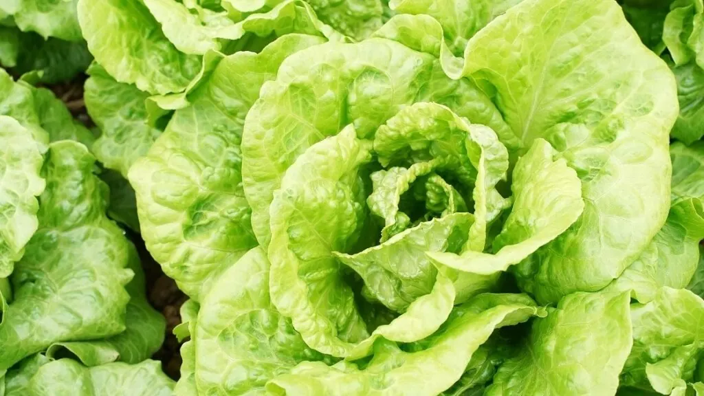 Growing Boston Lettuce 