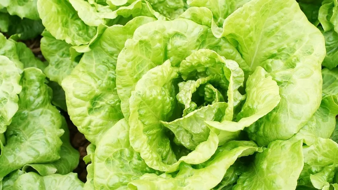 Getting To Know Your Greens: What is Boston Lettuce?