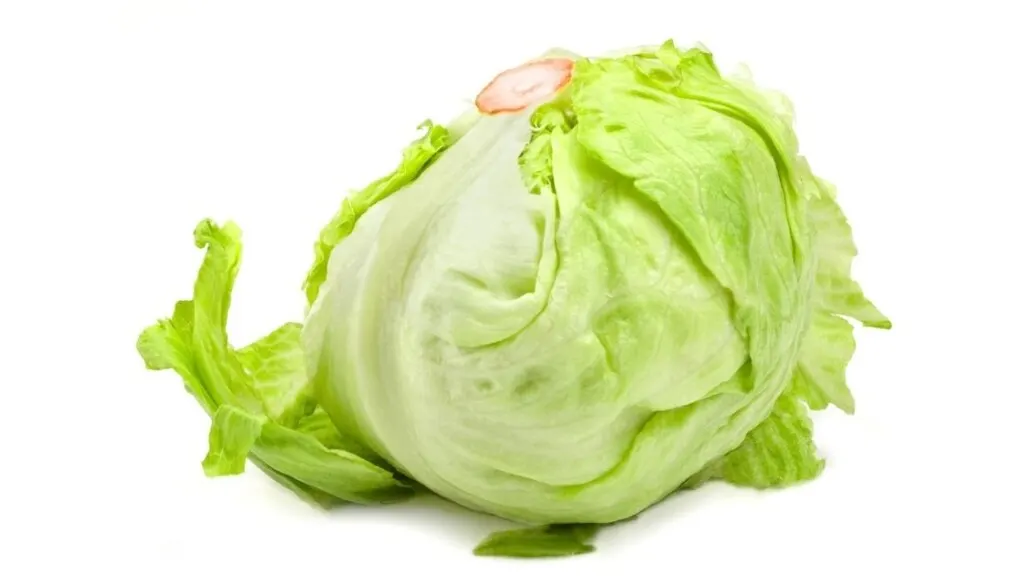 Head Lettuce And Iceberg Lettuce 