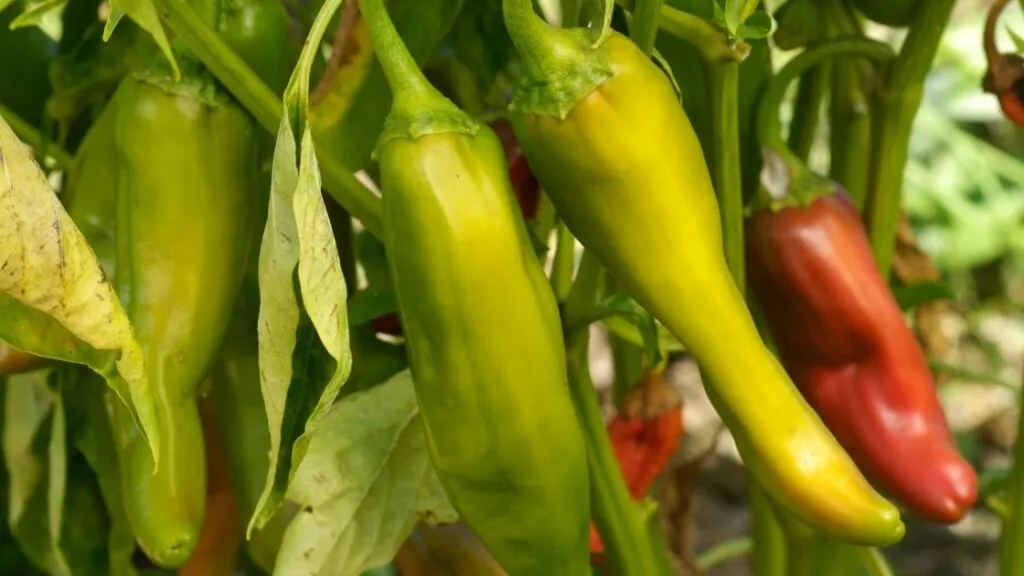 Health Benefits Of Anaheim Pepper