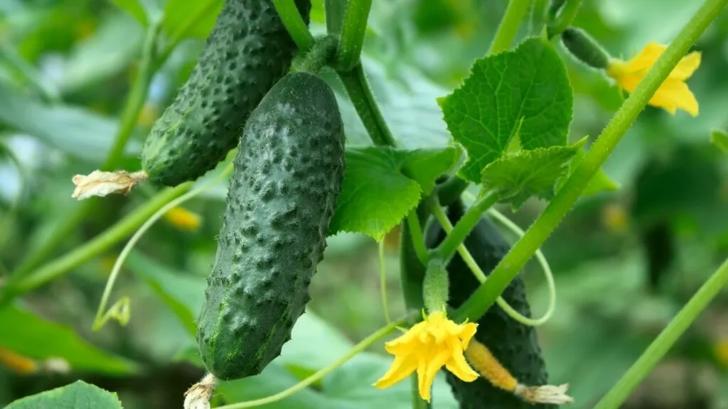 Health Benefits of Cucumber