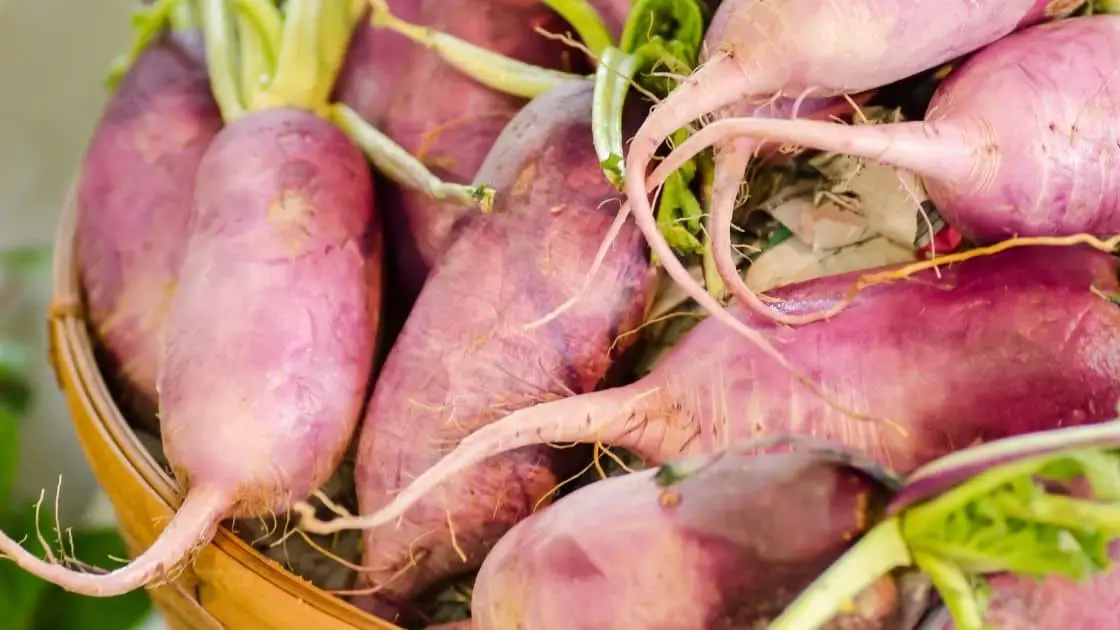What is A Purple Radish? Health Benefits & Nutritional Facts