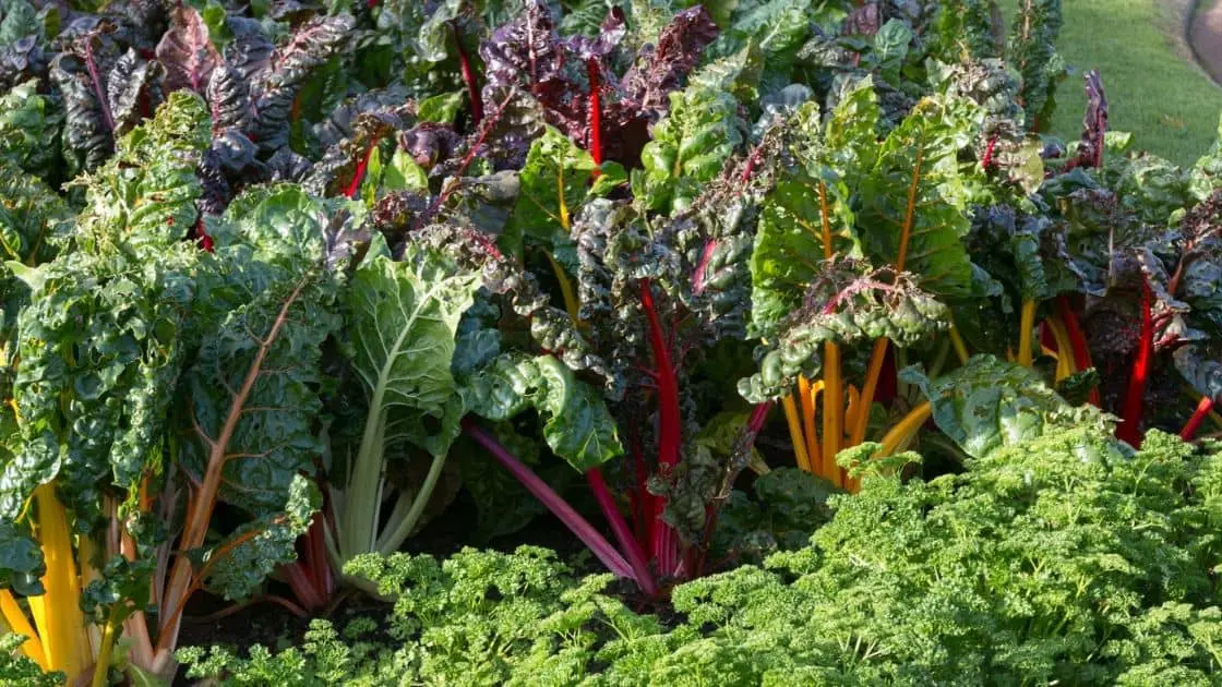 What Are The Nutritional Benefits of Eating Silverbeet? Know Your Greens!