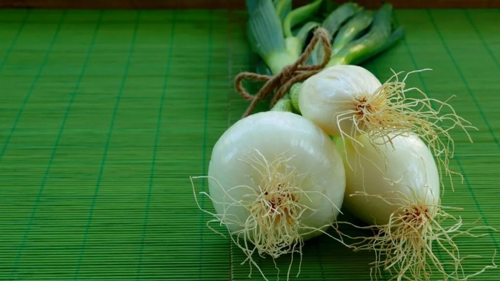 How Can We Safely Store Fresh Chives