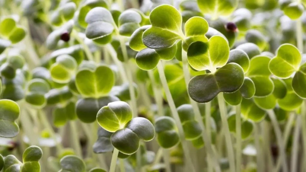 How Can You Safely Prepare Broccoli Microgreens