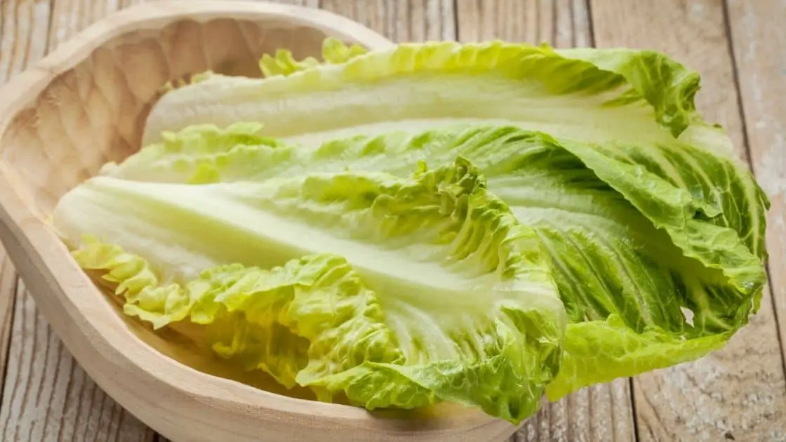 Why Does Romaine Lettuce Turn Red Overtime?