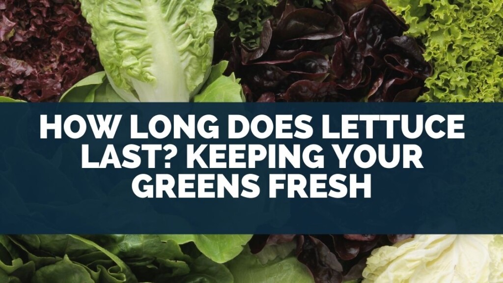 How Long Does Lettuce Last? Keeping Your Greens Fresh
