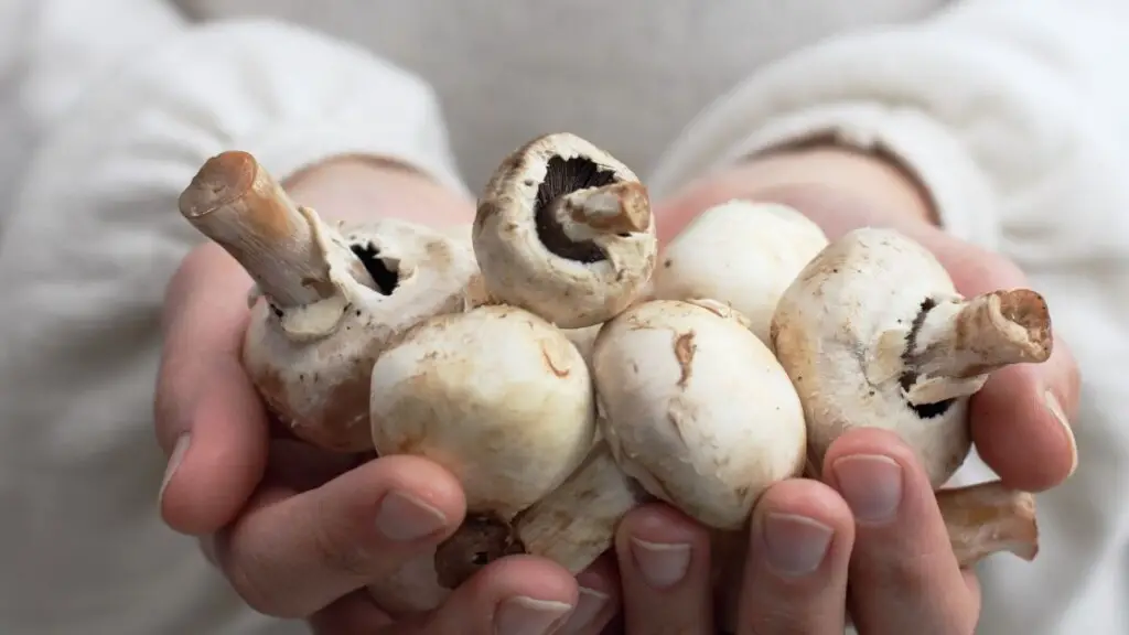 How Long is the Shelf Life of Mushrooms
