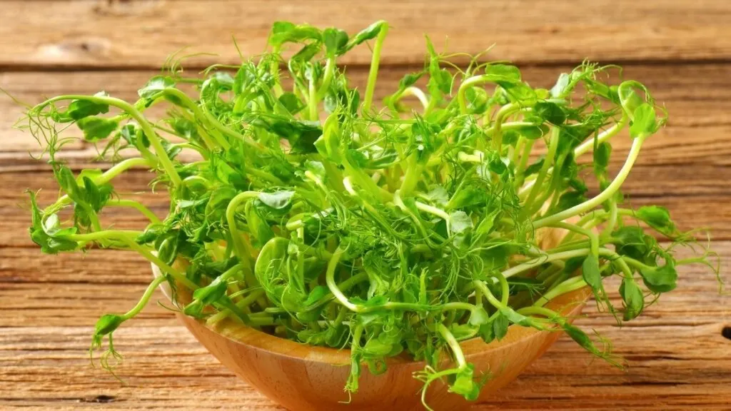 How Pea Sprouts Can Assist You In Dropping Pounds