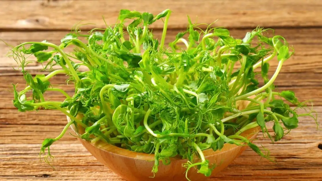 Benefits Of Eating Pea Sprouts