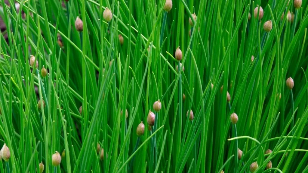 How To Distinguish Wild Chives