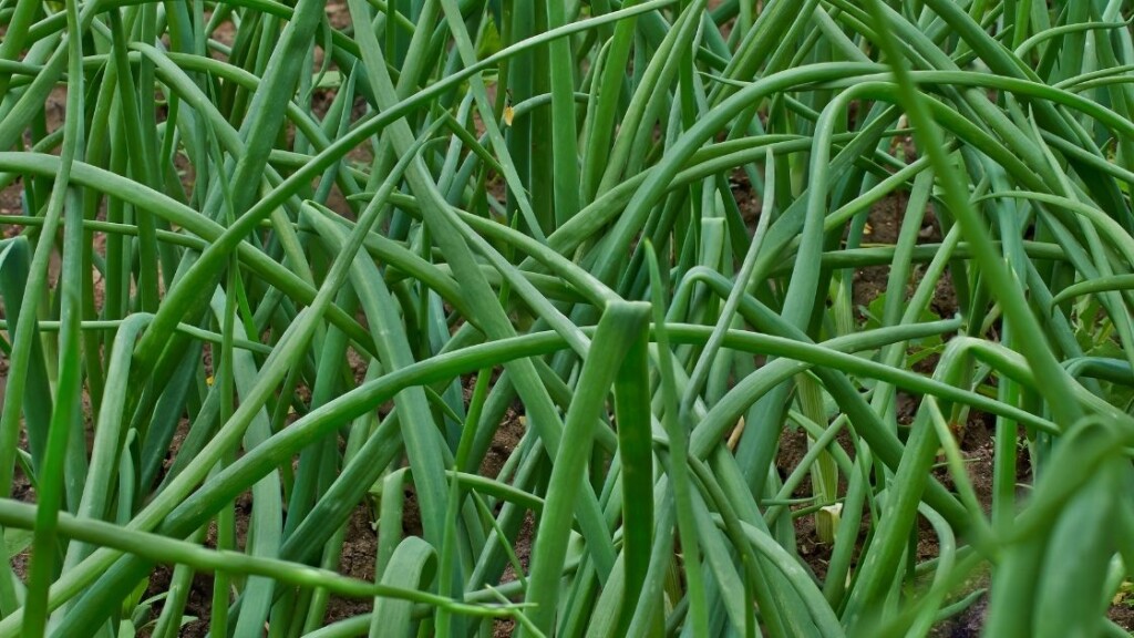 How To Grow Chives