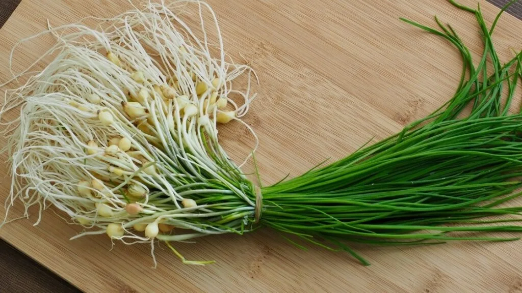How To Identify Wild Chives
