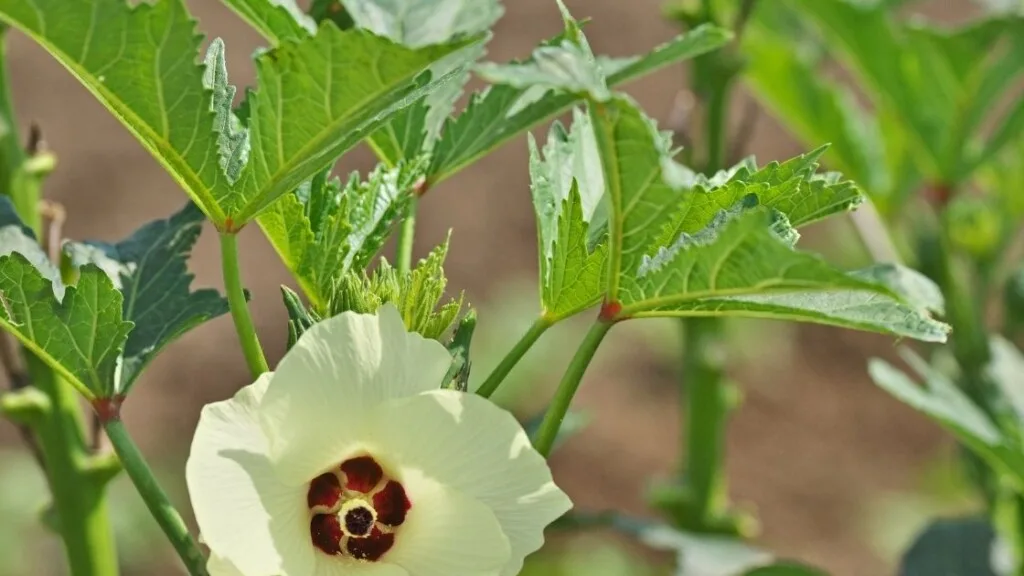 How To Prepare Okra Leaves So They Are Tasty And Edible