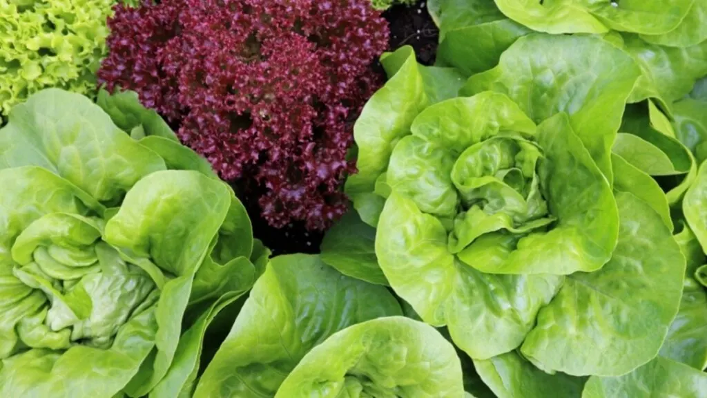 How can we consume Bibb Lettuce