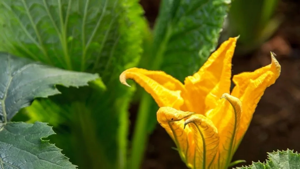 How do you store zucchini leaves