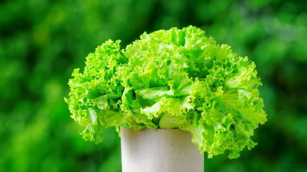 How to Maintain Lettuce for Longer