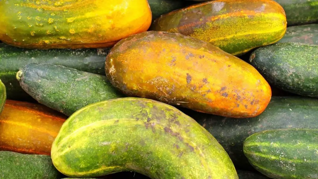 How to Prevent Yellow Cucumbers