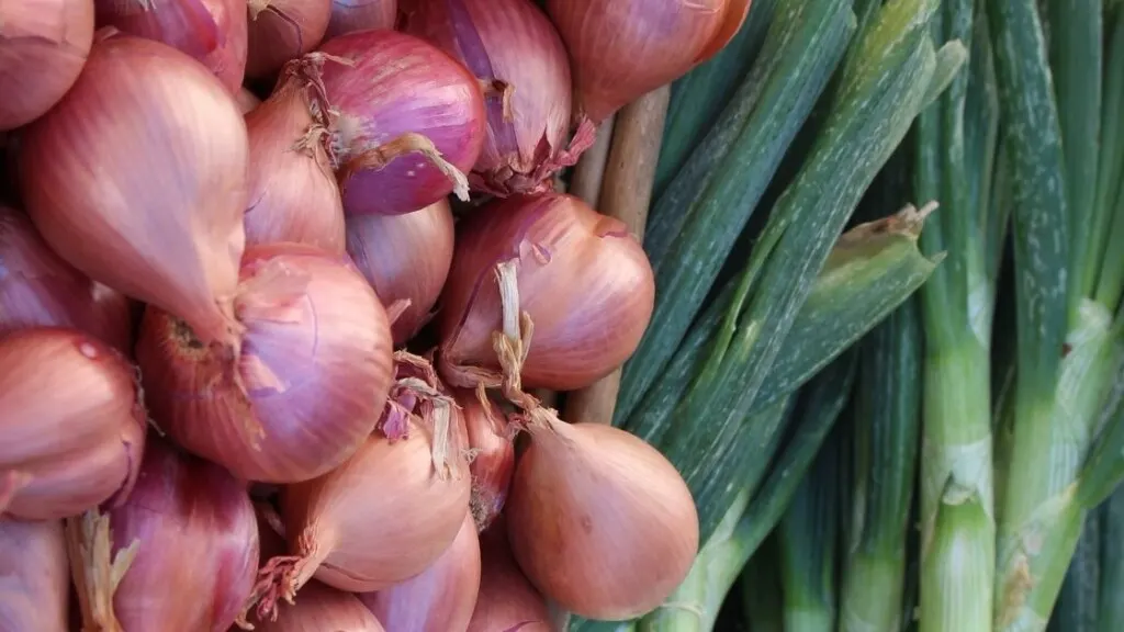 How to Store Shallots and Green Onions