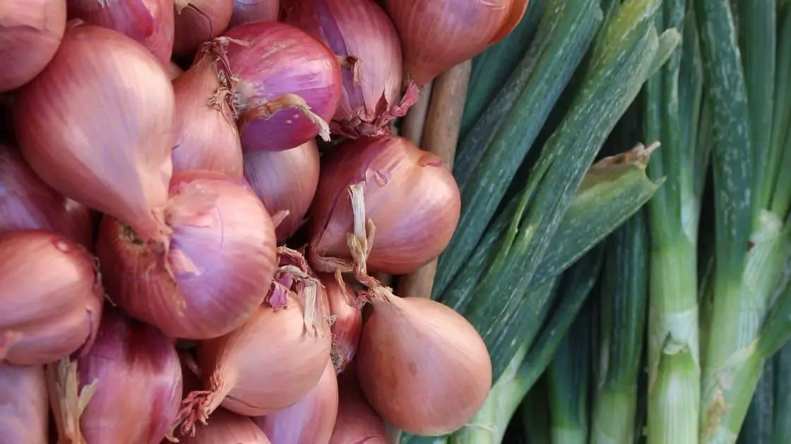 Shallots vs. Green Onions What's The Difference?
