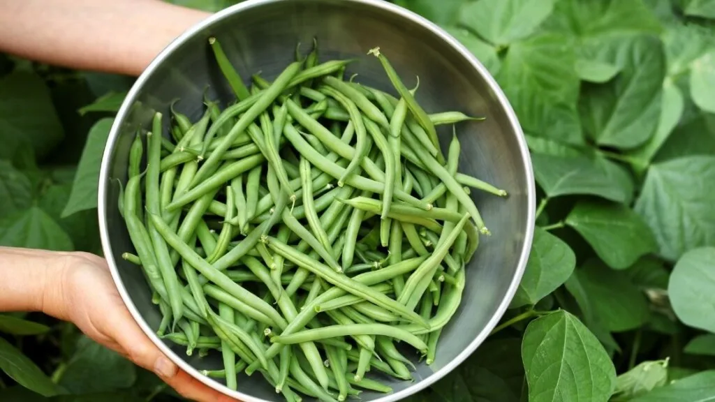 How to choose and store raw green beans