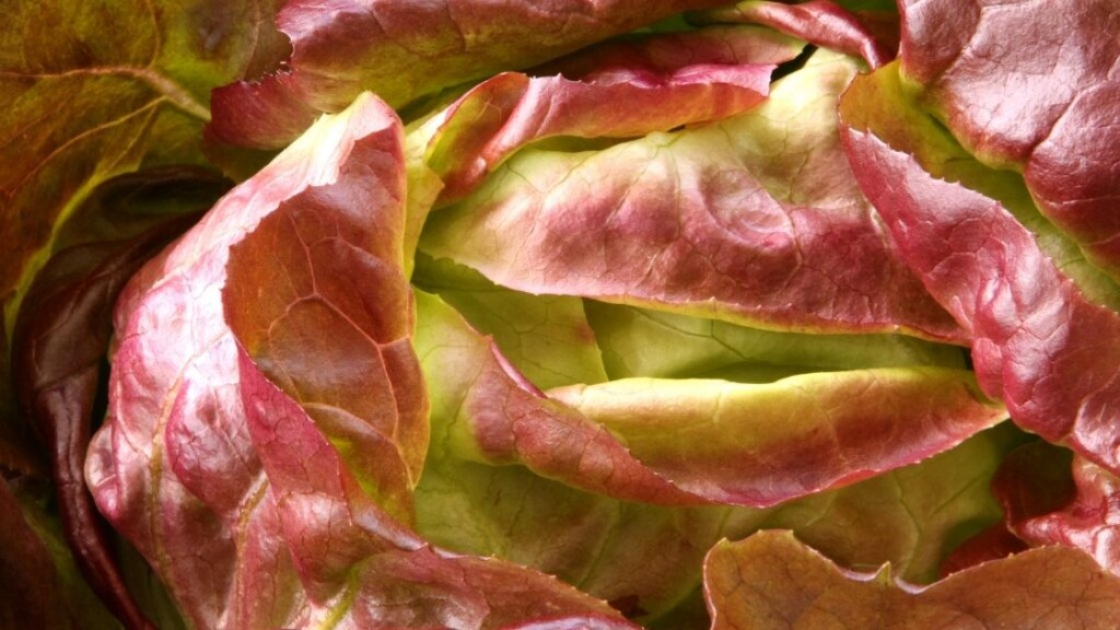 How to choose and where to buy Bibb Lettuce
