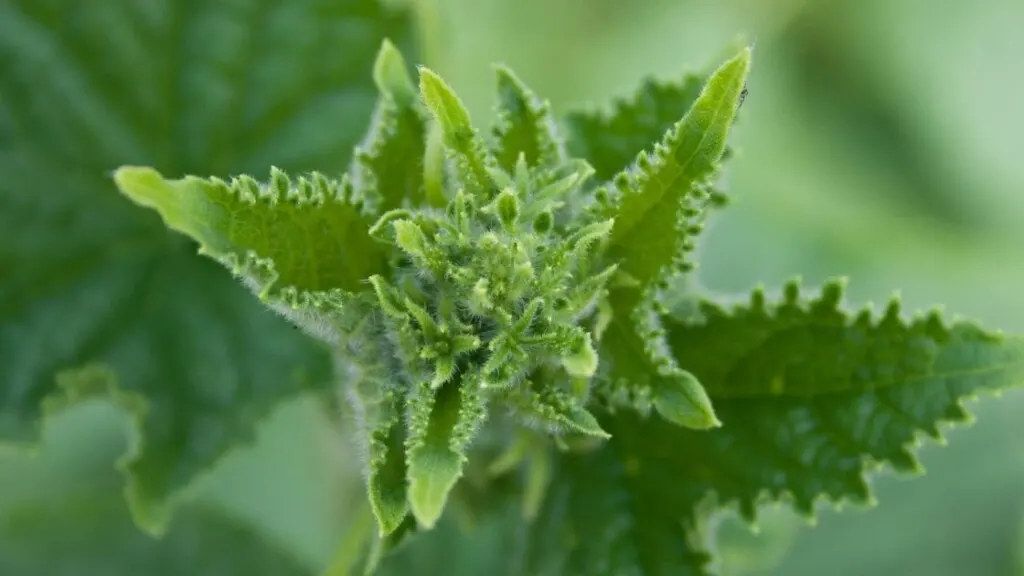 How to eat cucumber leaves