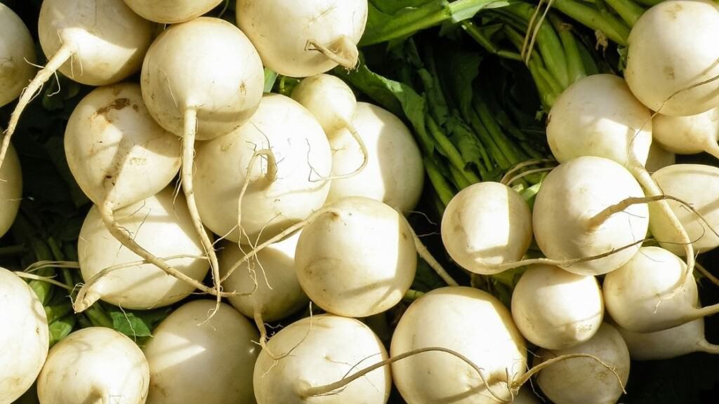 How to store turnip seeds
