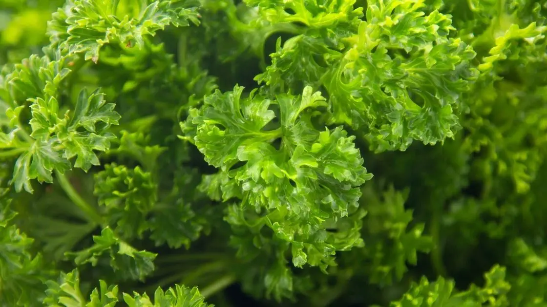 Unique Health Benefits of Curly Parsley