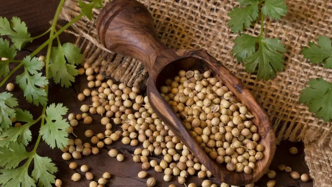 5 Incredible Health Benefits of Eating Coriander Seeds