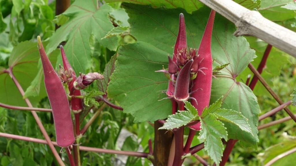 Nutritional Benefits Of Red Okra