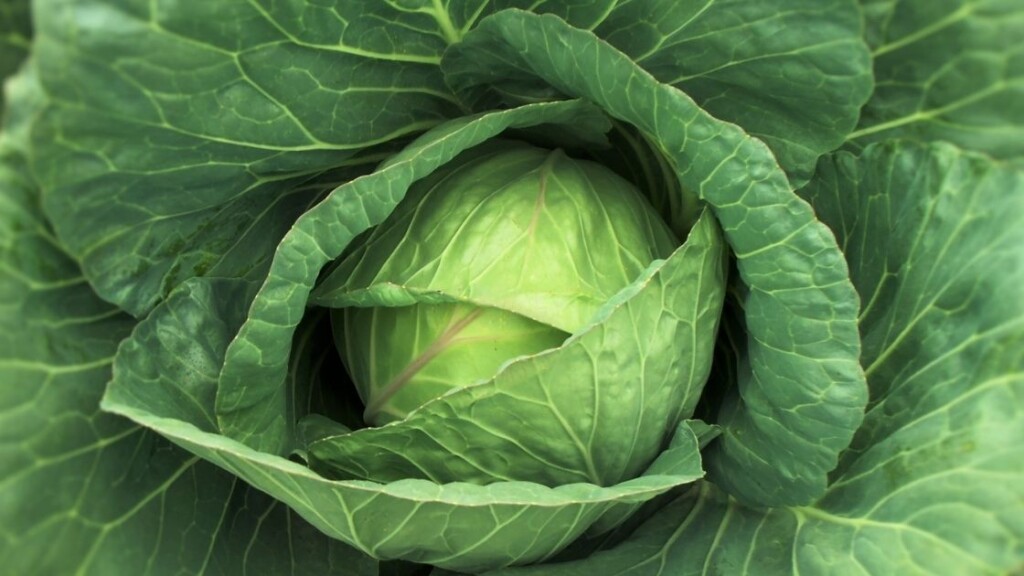 Nutritional Benefits of Cabbage Leaves