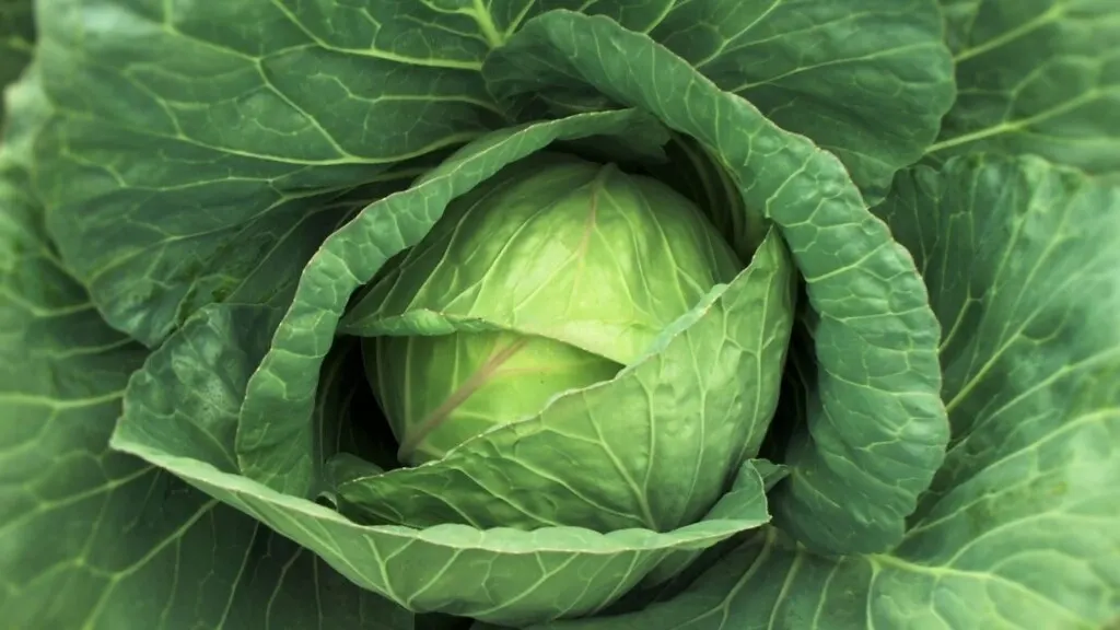 Nutritional Benefits of Cabbage Leaves