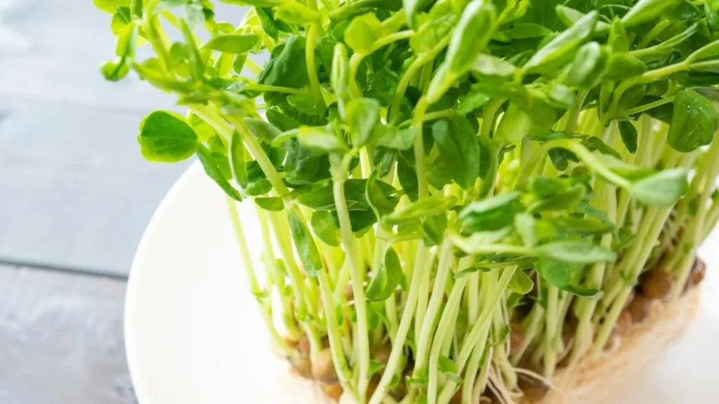 Pea Shoots