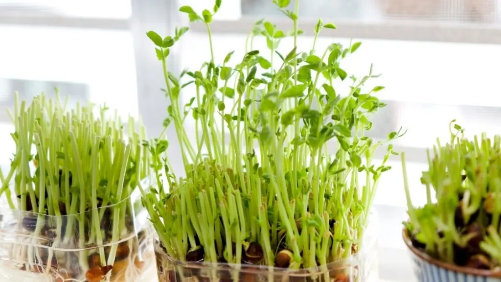 Pea Sprouts