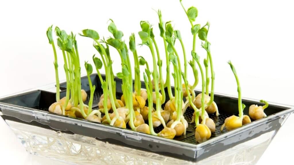 Pea Sprouts can help with Acne, PMS, and Hormones. 