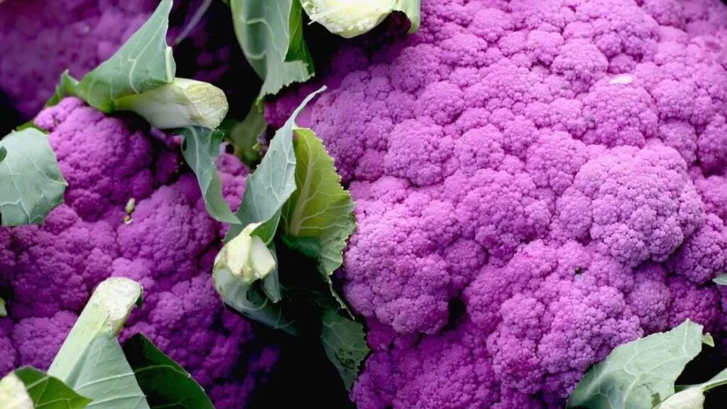 Purple Cauliflower