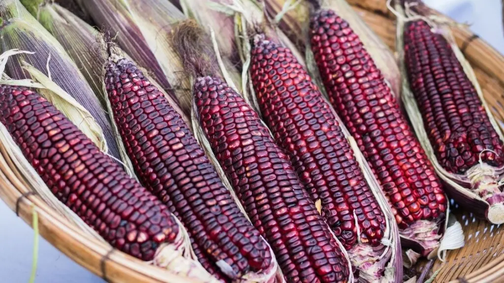 Purple Corn