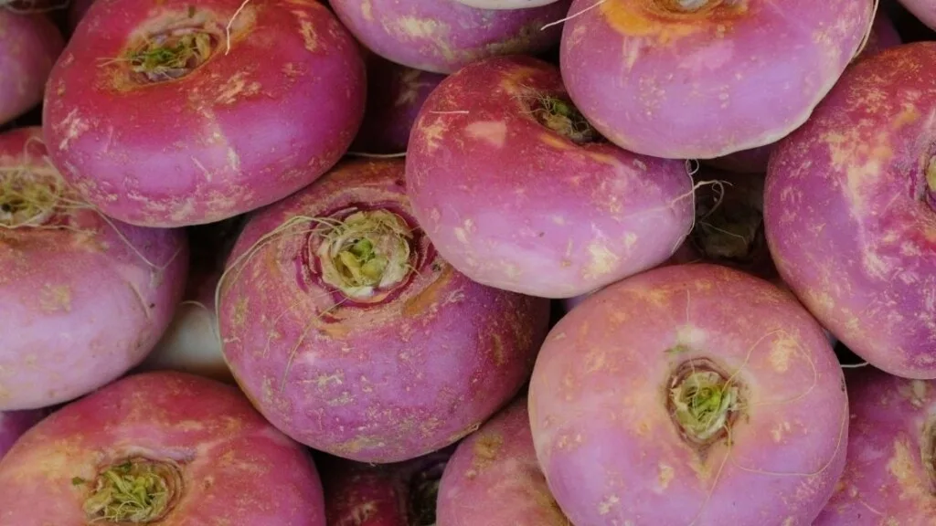 Purple Top Types of Turnips