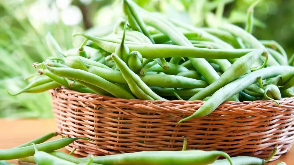 Raw vs. cooked green beans