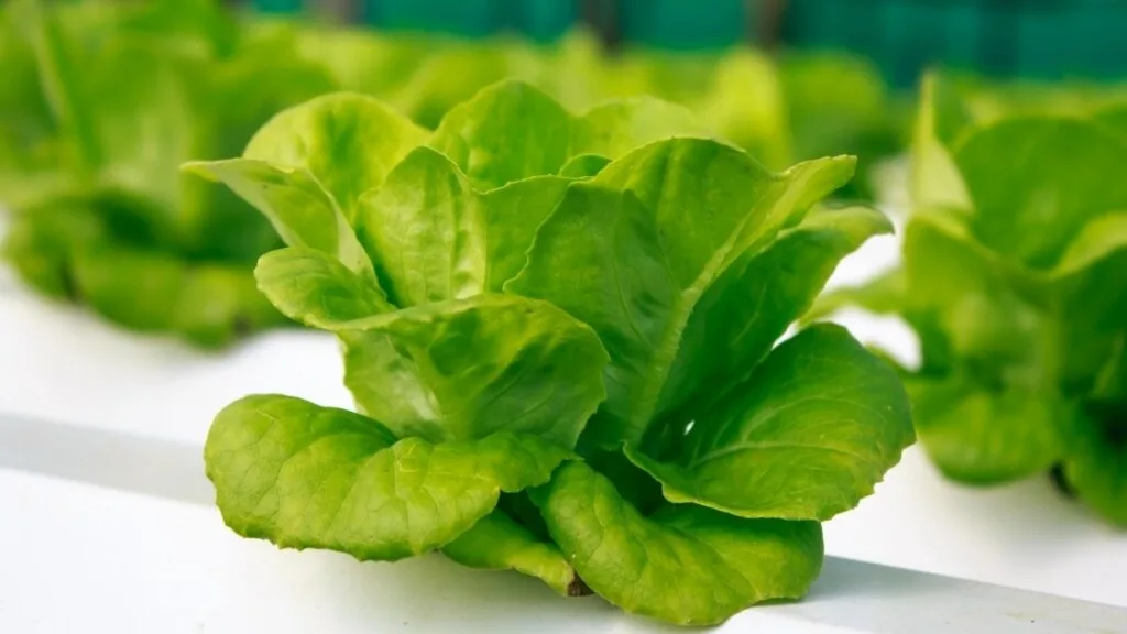 Recipes of Butterhead Lettuce: