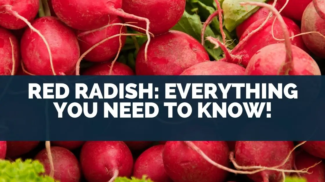 Red Radish: Everything You Need To Know!