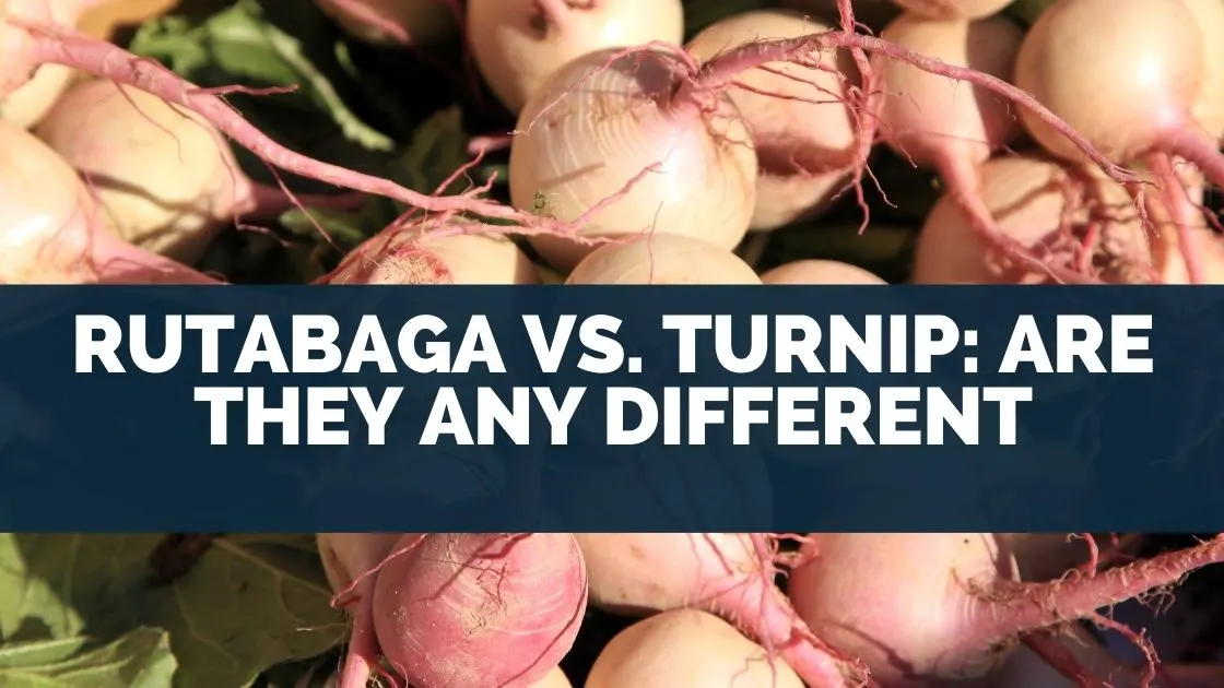 Rutabaga vs. Turnip: Are They Any Different