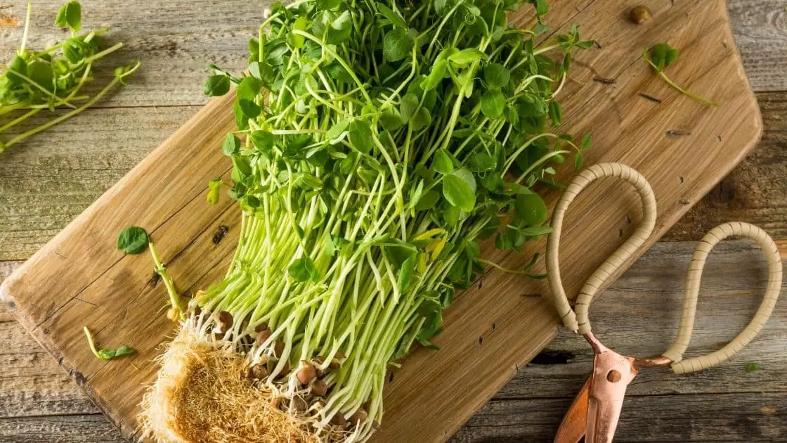 What's The Difference Between Pea Sprouts and Pea Shoots?