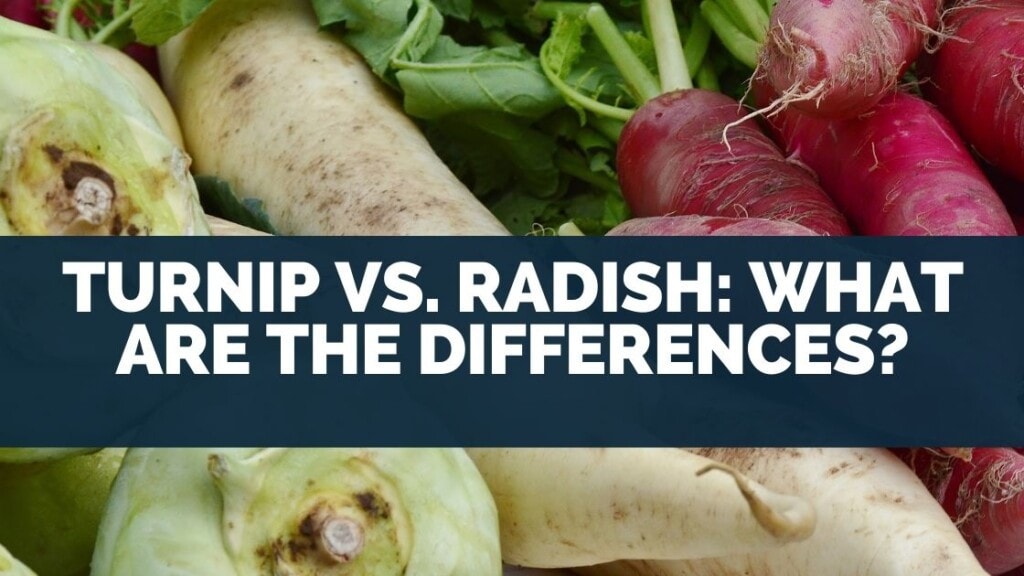 Turnip vs. Radish: What Are The Differences